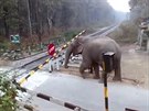 chytrý slon