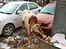 aludek téhle indické krávy by nám asi moc radosti neudlal.