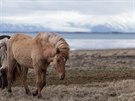Islandský zvídavý koník