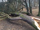 V Týniti nad Orlicí silný vítr vyvrátil a zlámal nkolik strom