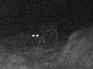 Fotopast zachytila vlka zhruba 100 metr od strenho koloucha.