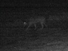 Fotopast zachytila vlka zhruba 100 metr� od str�en�ho koloucha.