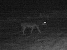 Fotopast zachytila vlka zhruba 100 metr� od str�en�ho koloucha.