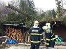 V obci Hraditko na Nymbursku spadl pod náporem vtru stoletý smrk na...