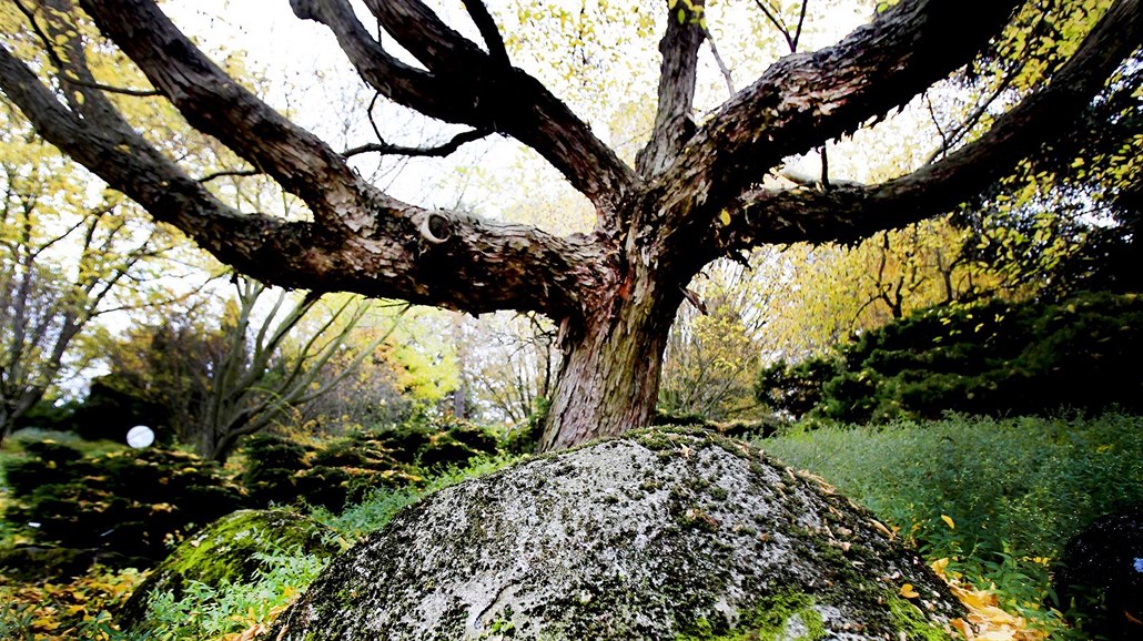 Arboretum a botanická zahrada Mendelovy univerzity v Brn�, kde t�iadvacetiletý Radúz �afránek zavra�dil loni v b�eznu bývalou p�ítelkyni. Vrchní soud v Olomouci mu za to na za�átku leto�ního února potvrdil 18 let v�zení. 