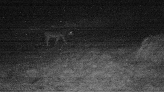 Fotopast zachytila vlka zhruba 100 metr od strenho koloucha.