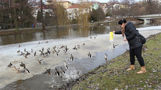 Podél řeky Sázavy v centru Havlíčkova Brodu jsou volně žijících kachen desítky, lidé je rádi krmí. To by si nyní mohli odpustit, podle starosty města je na místě větší opatrnost.