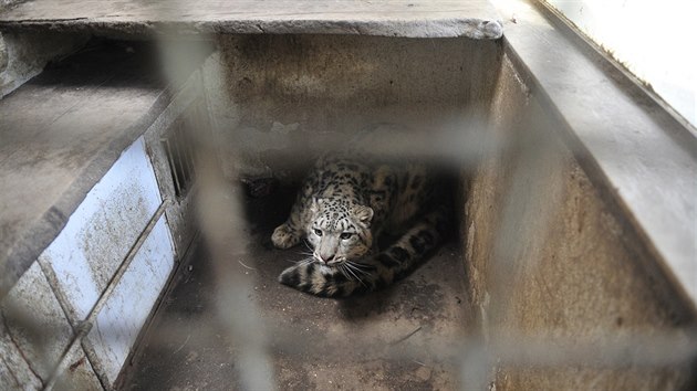 Transport levharta snnho z jihlavsk zoologick zahrady.