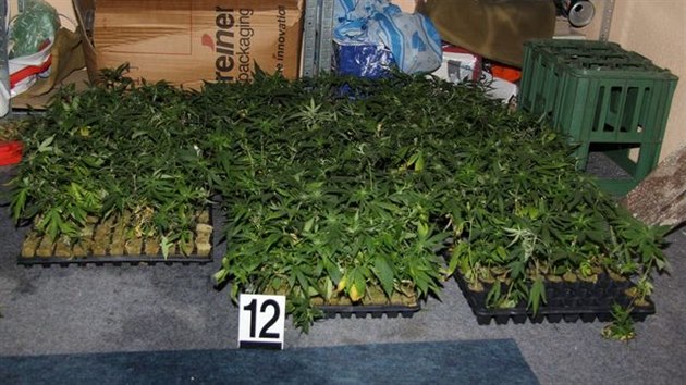 Policist nali pi domovn prohldce v bval vinotce ve Zln osm set rostlin konop.
