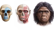 Takhle njak mohl vypadat hobití homo floresiensis. Lovil v tlupách, uml...