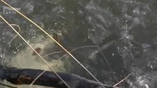 Na Brnnsku uhynuly stovky ryb. Pravdpodobn se v rybníku udusily