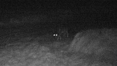 Fotopast zachytila vlka zhruba 100 metr od streného koloucha.