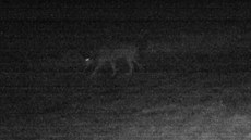 Fotopast zachytila vlka zhruba 100 metr od streného koloucha.