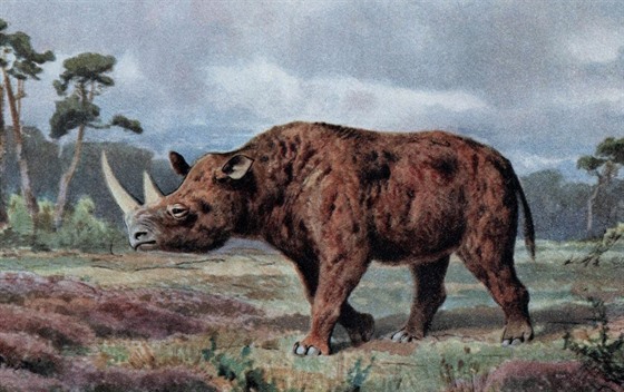 Nosoroec srstnatý na ilustraci Heinricha Hardera (1858-1935)