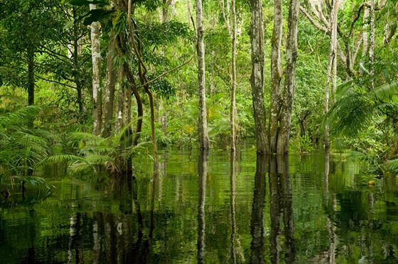 Amazonie (ilustraní snímek)