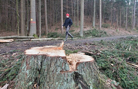 V Českém ráji kácejí stromy.
