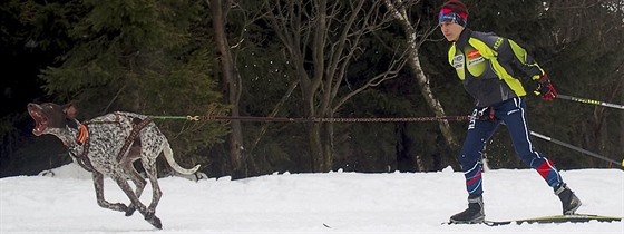 Martina tpánková pi skijöringu s jedním ze svých evropských saových ps...