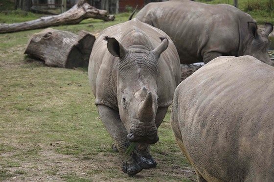 tyletý nosoroec bílý Vince, kterého v zoologické zahrad ve francouzském...