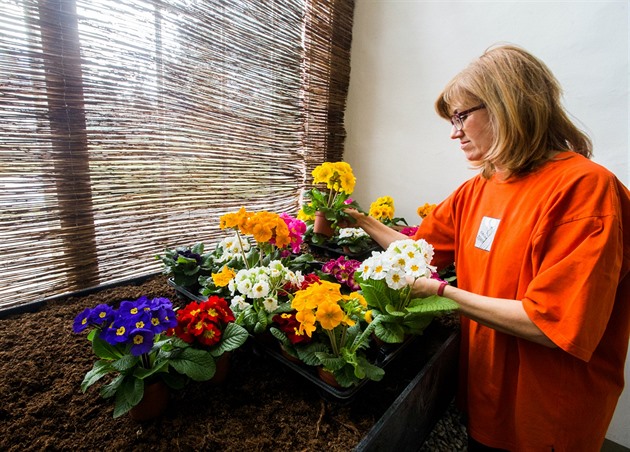 Zahradnice připravuje květiny pro výstavu Předjaří, která se koná v Empírovém...