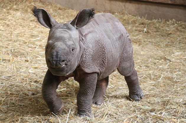 Samička nosorožce indického Růženka se narodila v plzeňské zoo 5. února 2017 a...