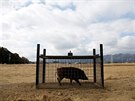 Divoká prasata se stala problémem v mstech nedaleko jaderné elektrárny...