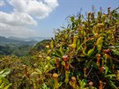 Masoravé lákovky, Mahé. Na fotografii je endemický druh Nepenthes pervillei.