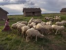 ZNEITNÍ. Maria Avilová zahání stádo ovcí v malé vesnici Coata na behu...
