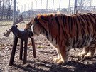 V Zoo Tbor o vkendu slavil Tygr Rocky est narozeniny
