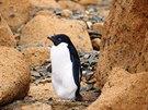 Tučňáci jsou v Antarktidě doma.