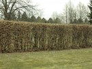 ivý plot z habru (Carpinus betulus) - ze stromových druh devin jedna z...