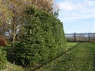 ivý stíhaný plot ze smrku ztepilého (Picea abies).