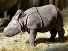 Mld nosoroce indickho, kter se ped mscem narodilo v plzesk zoo, u...