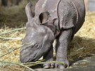 Ml�d� nosoro�ce indick�ho, kter� se p�ed m�s�cem narodilo v plze�sk� zoo, u�...