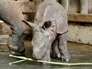 Mládě nosorožce indického, které se před měsícem narodilo v plzeňské zoo, už...