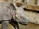 Ml�d� nosoro�ce indick�ho, kter� se p�ed m�s�cem narodilo v plze�sk� zoo, u�...