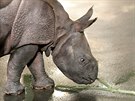 Mládě nosorožce indického, které se před měsícem narodilo v plzeňské zoo, už...