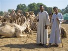 Dobrodruh z Hlu��na Pavel Klega nav�t�vil p�i sv� cest� tak� velbloud� trh.