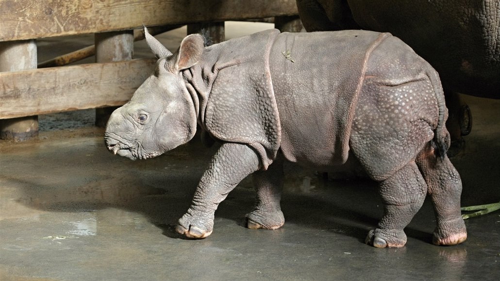 Mládě nosorožce indického z plzeňské ZOO.