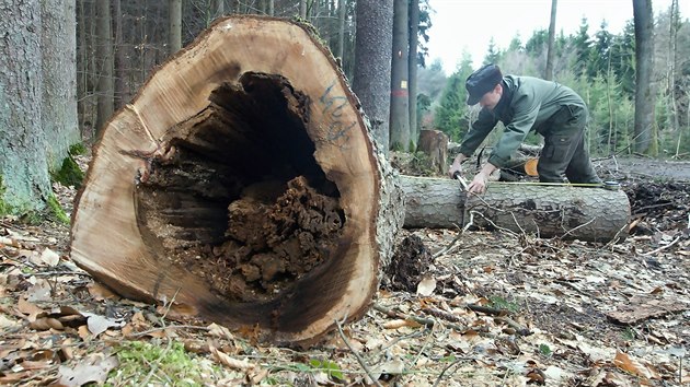 V Českém ráji kácejí stromy.