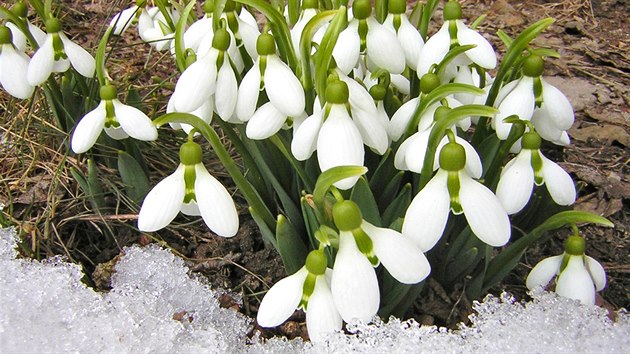 Poslední březnový víkend bude mrazivý, ve vyšších polohách dokonce nasněží