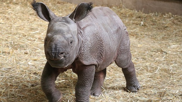 Samička nosorožce indického Růženka se narodila v plzeňské zoo 5. února 2017 a po porodu vážila 47 kg.