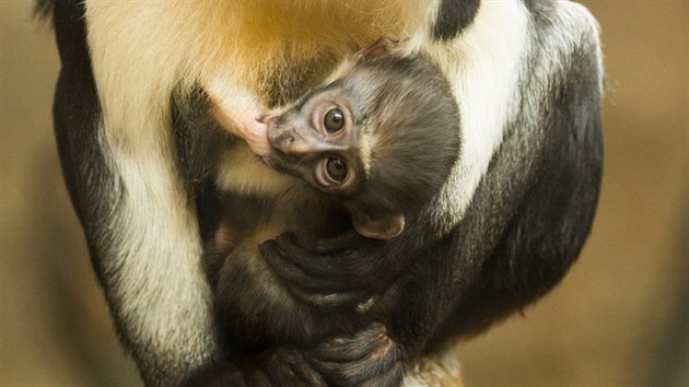 Mládě kočkodana Dianina se v ostravské zoo narodilo 2. února.