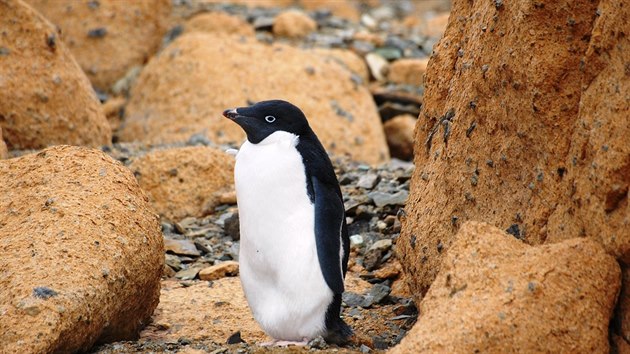 Tučňáci jsou v Antarktidě doma.