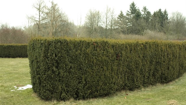 Kompaktní živý plot z tisu (Taxus baccata Fastigiata). (Dendrologická zahrada Průhonice)
