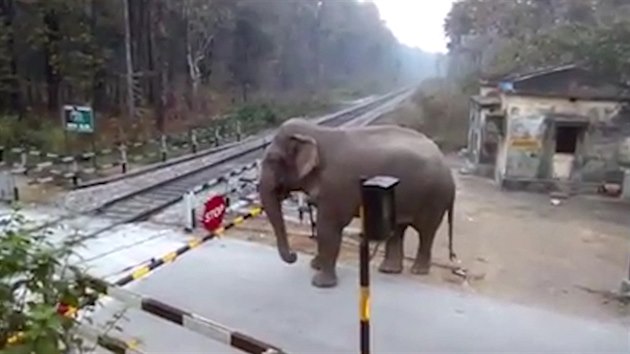 Podle expertky na chovn slon tento mlad slon nepechzel eleznin pejezd poprv. 