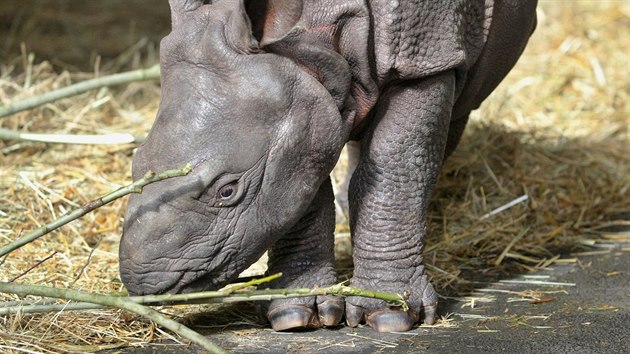 Mld nosoroce indickho, kter se ped mscem narodilo v plzesk zoo, u mohou nvtvnci vidt s jeho matkou Manjulou ve vnitnm vbhu. (2. bezna 2017)