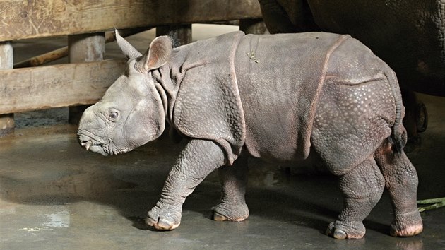 Mlád nosoroce indického z plzeské ZOO.