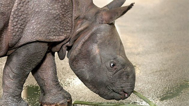 Mládě nosorožce indického, které se před měsícem narodilo v plzeňské zoo, už mohou návštěvníci vidět s jeho matkou Manjulou ve vnitřním výběhu. (2. března 2017)