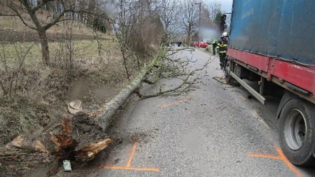 Padajc strom zashl projdjc vz ve Velkm Po na Nchodsku (2.3.2017).