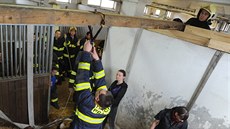 Hasi�i speciální sítí nadzvedli zran�ného kon�, aby ho mohla veteriná�ka...